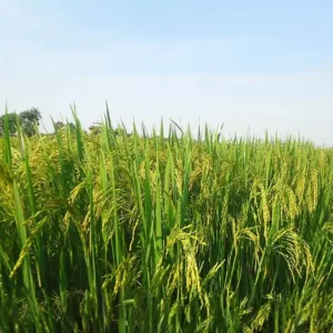Bhagalpur Katarni Rice by Tastewala (Best Test wala brand)